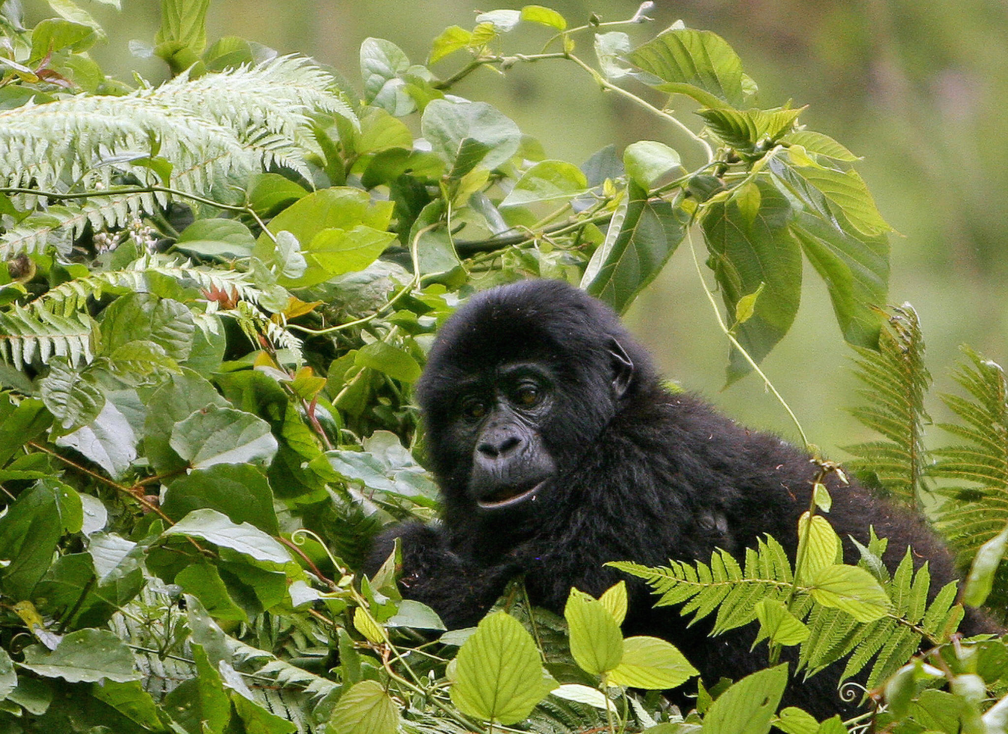 Mountain gorilla baby in Bwindi National Park.