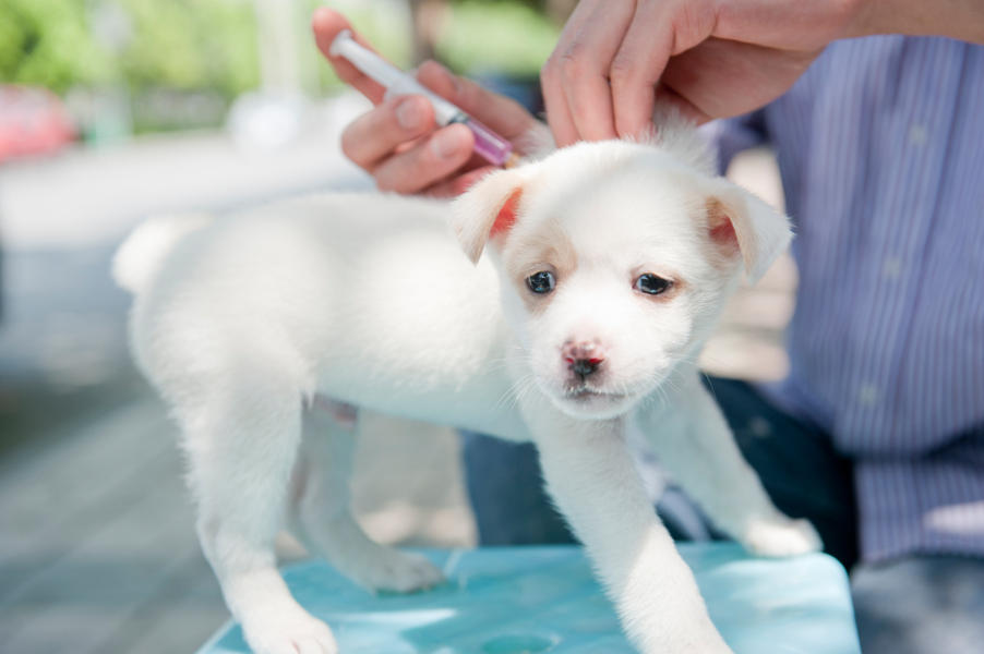 Team thinks that by vaccinating 70 percent of the world&#039;s dogs, rabies in humans will disappear