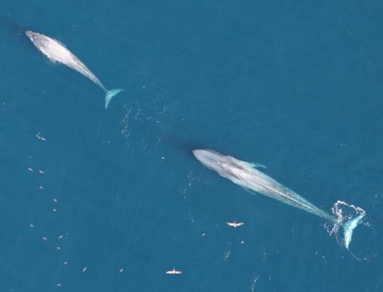 Study: Blue whales have recovered to pre-hunting levels off U.S. West Coast