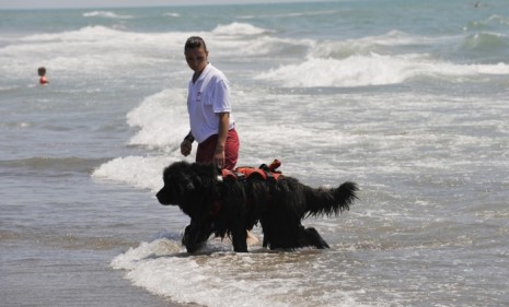 It takes about three years for the dogs to be fully trained in water rescuing.