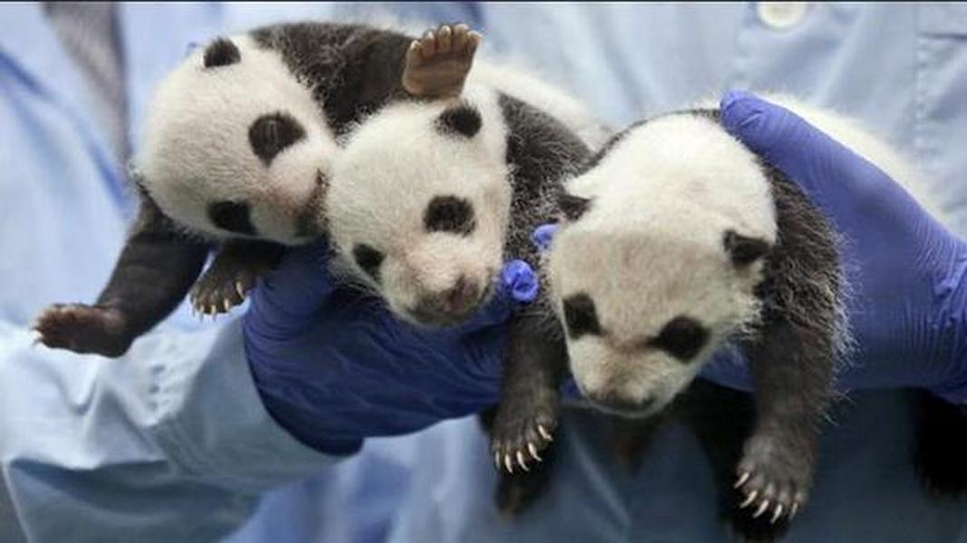 Rare panda triplets survive their first month
