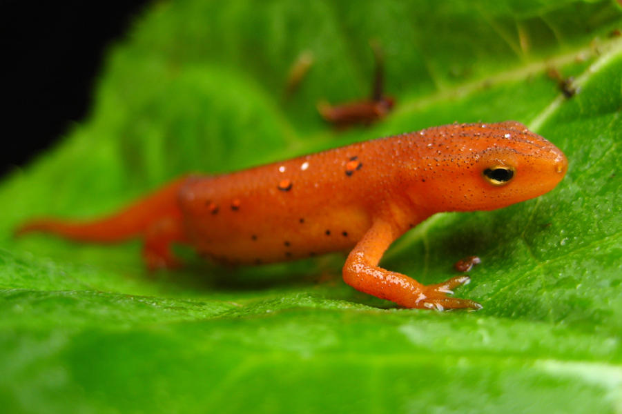 More and more salamanders are dying from a skin-eating fungus