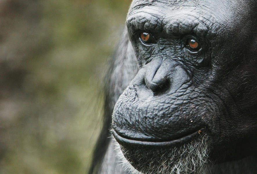 Study: Chimpanzees don&#039;t kill due to human interference