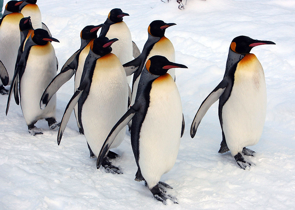 penguins.