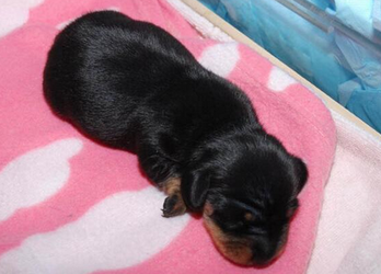 Meet Mini Winnie, Britain&#039;s first cloned dog