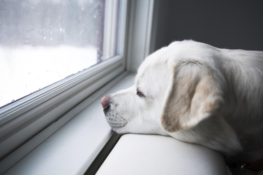 Study: Dogs can be pessimists, too