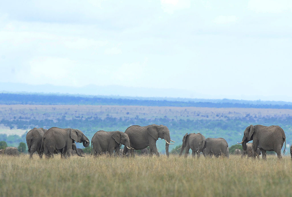 African elephant numbers are dwindling down fast. 