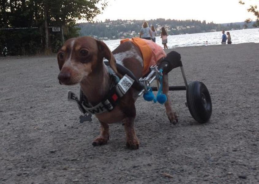 Watch Anderson Pooper, a paralyzed Dachshund, race her heart out