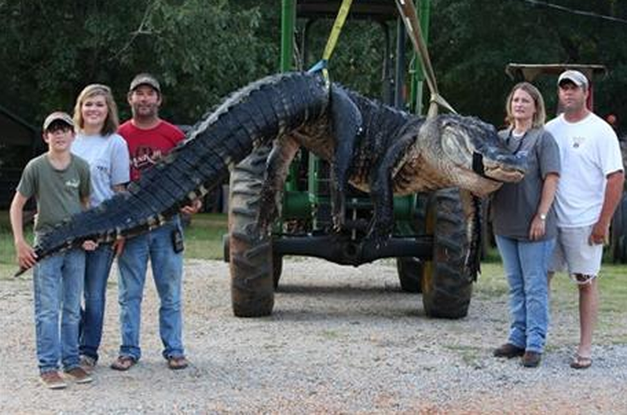 Alabama family catches record-setting, 1,000-pound alligator