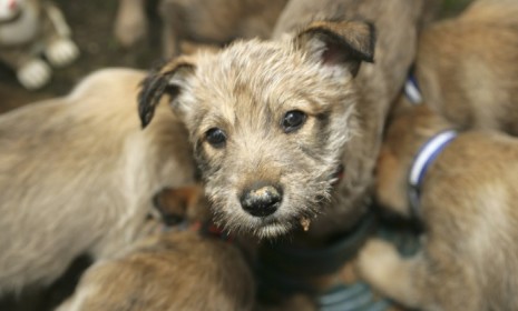A new law in Missouri that would help prevent animal cruelty in &quot;puppy mills&quot; may be overturned. 