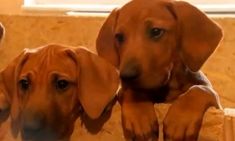 The 17 Rhodesian Ridgeback puppies were delivered naturally after 26 hours of labor.