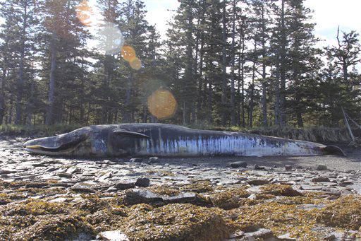 A dead whale in Alaska.