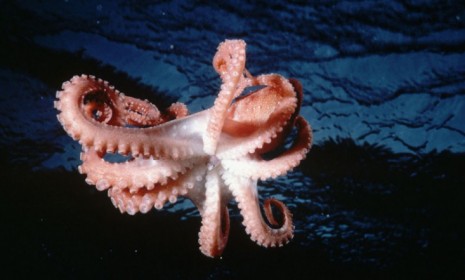 An octopus silently descends onto its prey.