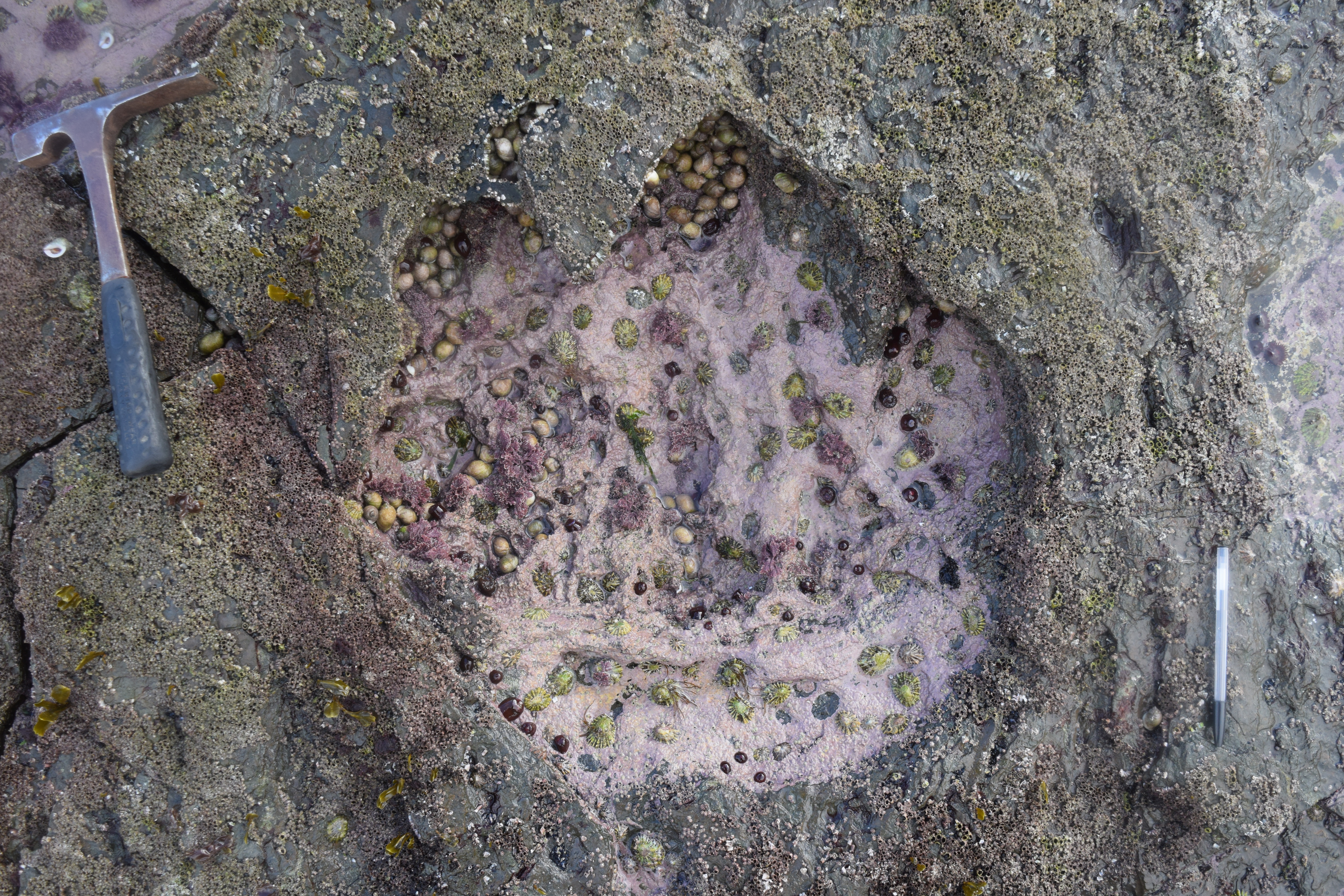 A dinosaur footprint in Scottland.
