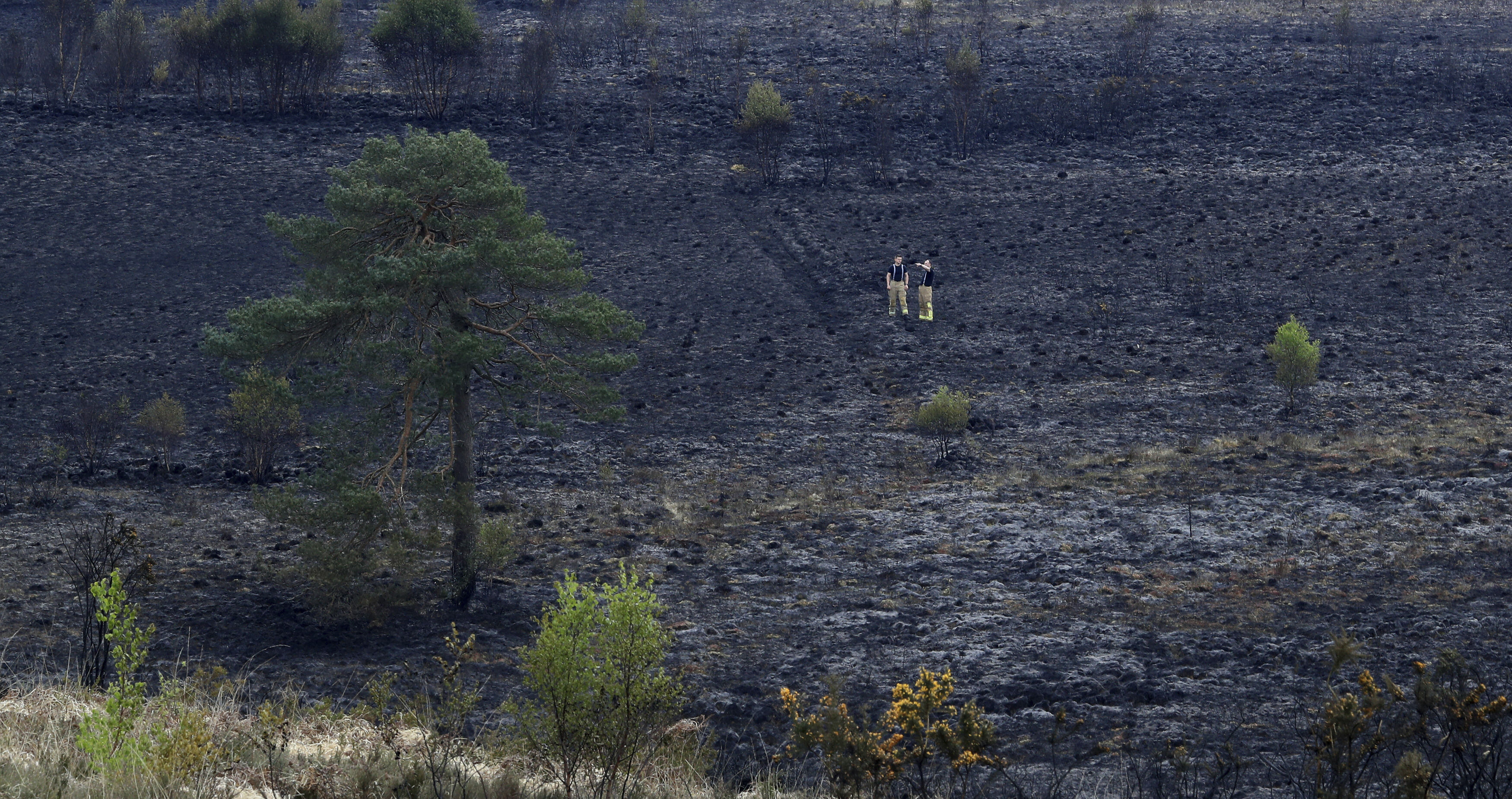 A burned portion of Ashdown Forest.