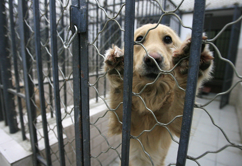 Congress is investigating experiments that may have harmed dogs.