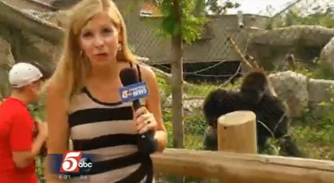 Zoo gorillas escape enclosure, and find where the treats are stored