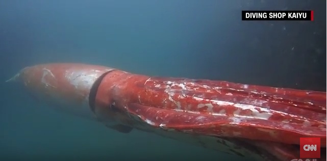 A giant squid in the water in Japan.