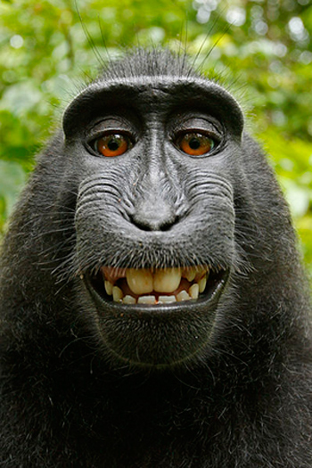 British photographer claims selfie-snapping monkey is ruining his livelihood