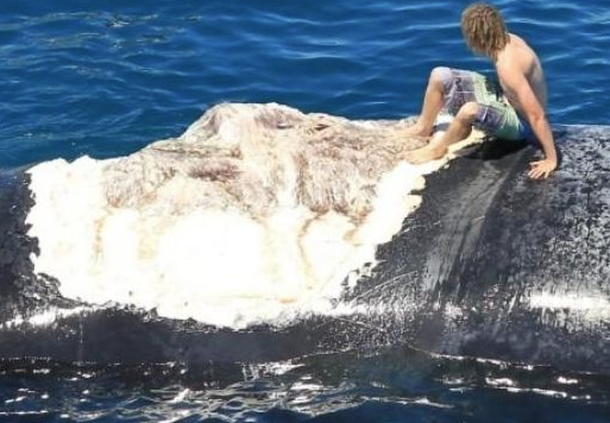 Man jumps on shark-infested whale carcass for laughs