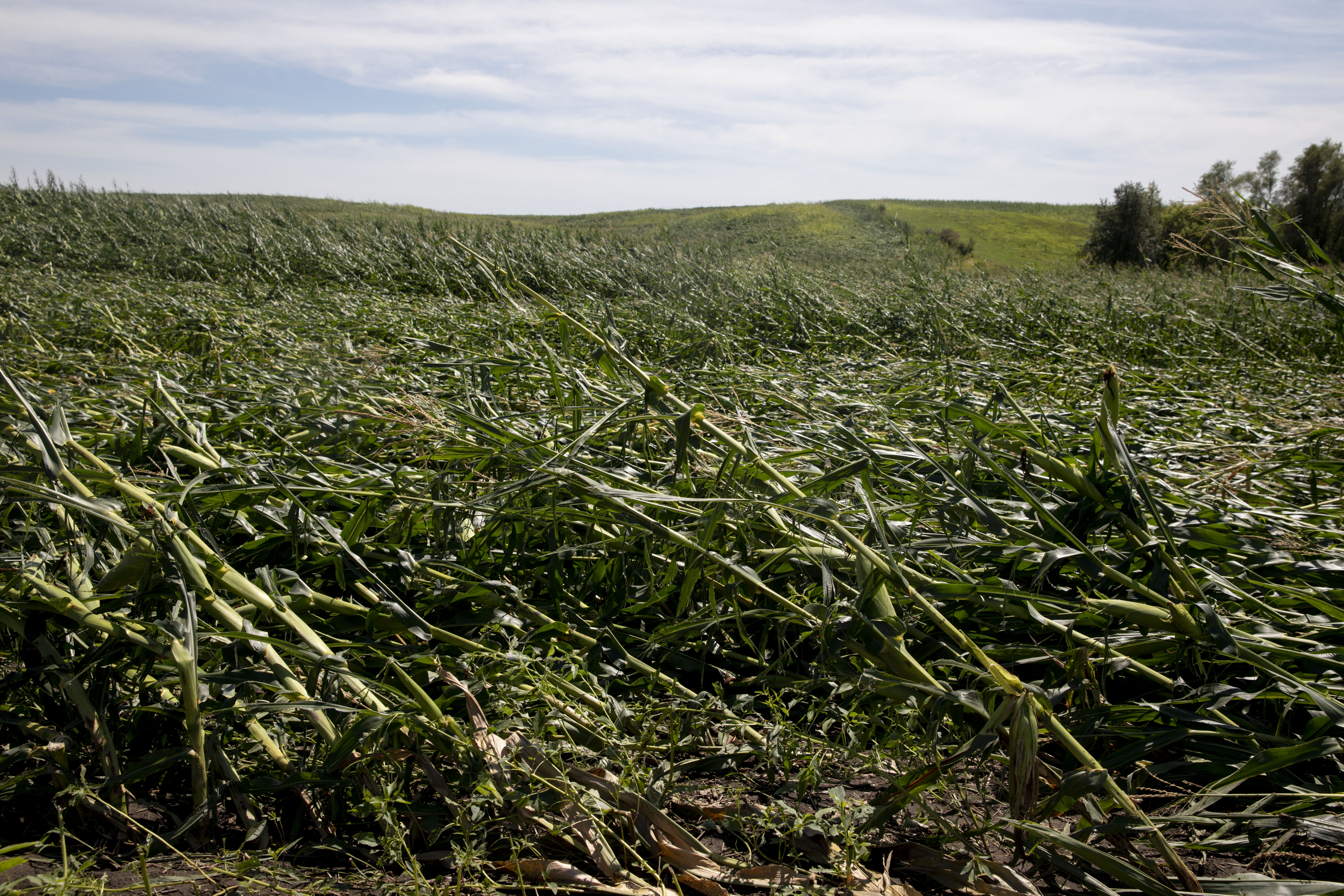 flattened corn field