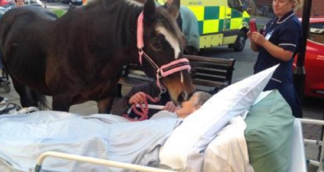 Dying cancer patient gets to say final goodbye to beloved horse