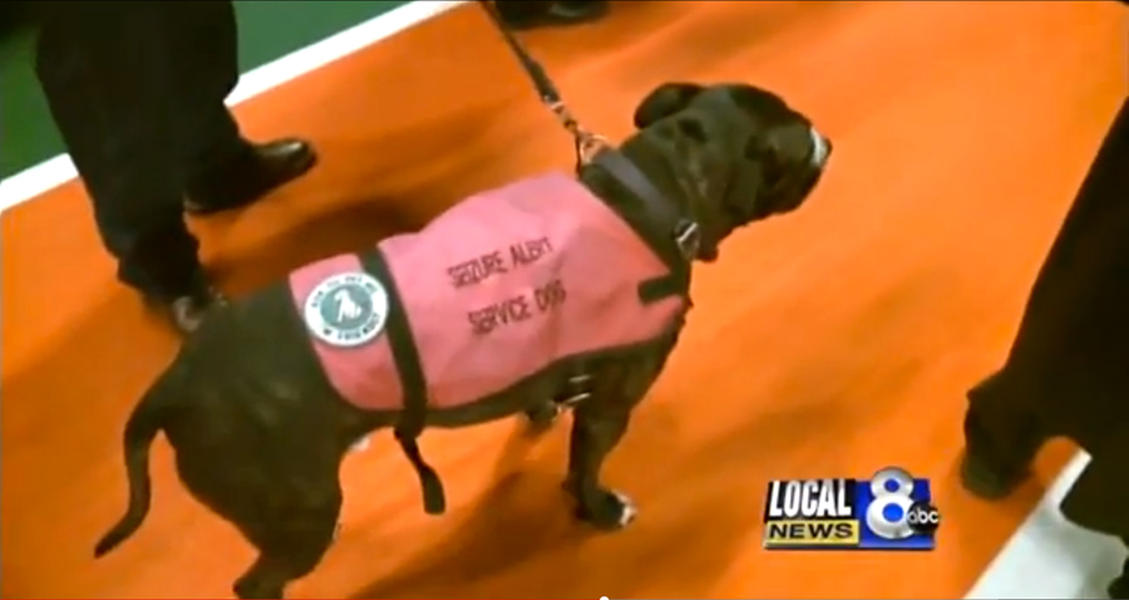 Faithful service dog walks in deceased owner&#039;s place during graduation