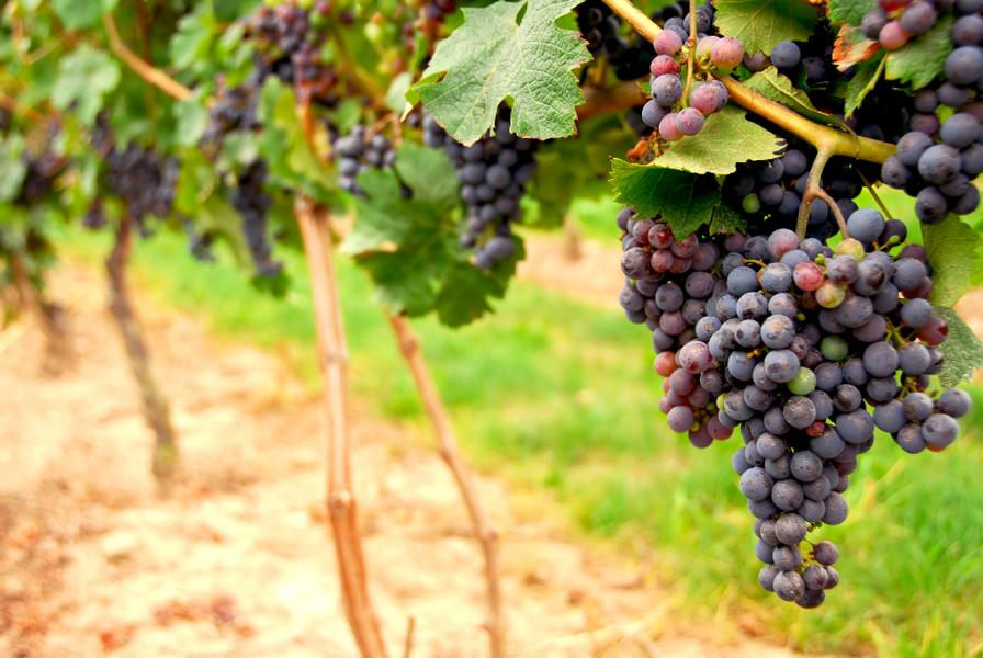 As the U.S. freezes, Australia is putting sunblock on its grapes to combat the heat