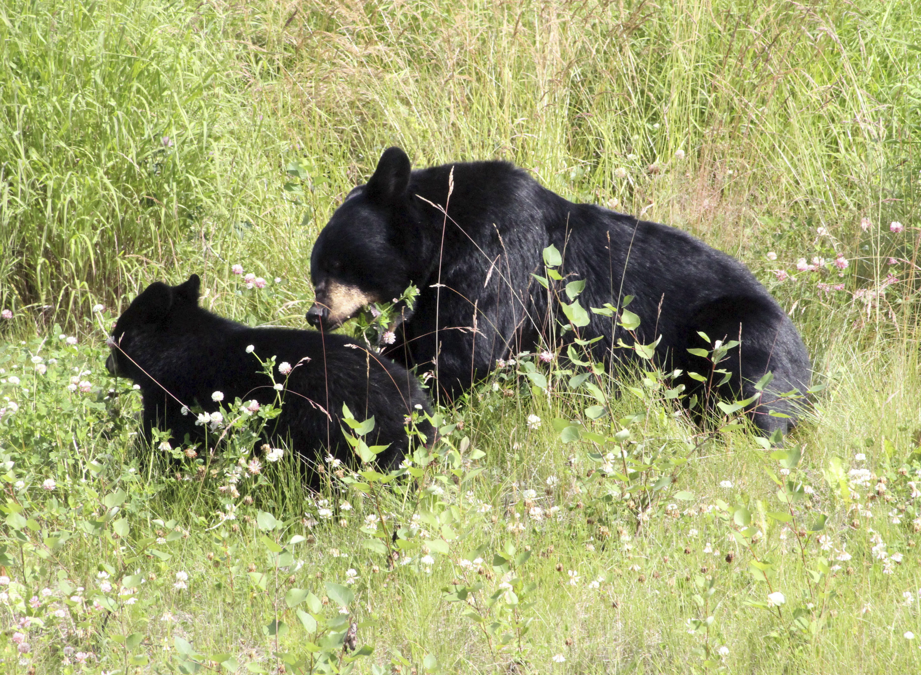 A black bear and its cub in Alaska.