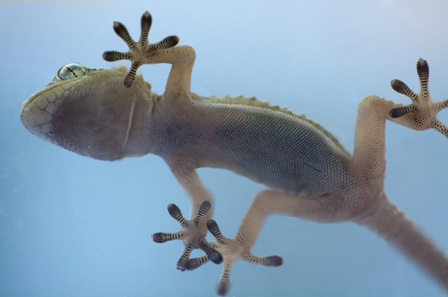 Russians baffled as gecko sex satellite is lost in space