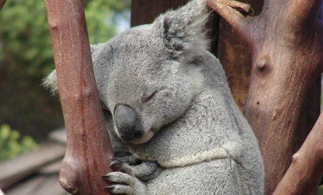 The koala bear could be extinct in 30 years, experts say. 