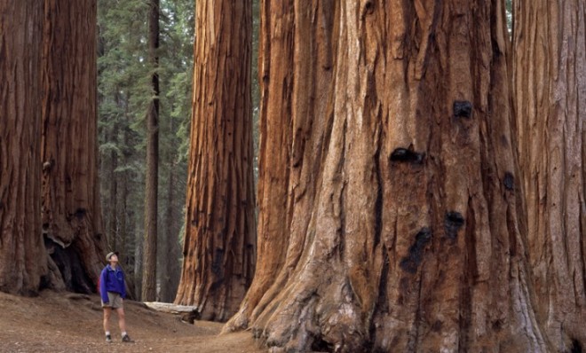 A hiker stares up at a giant California Redwood in the Sequoia National Park.