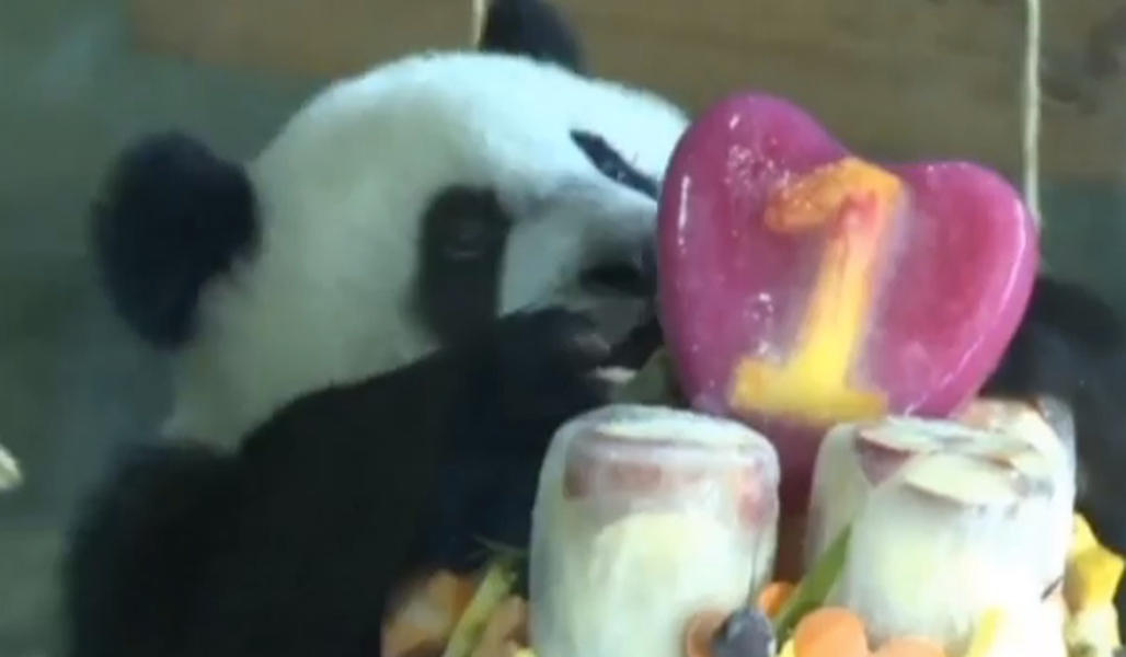 Watch as a giant panda celebrates 1st birthday with traditional games, special cake