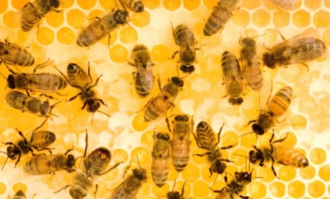 Can disease-resistant &#039;super-bees&#039; solve the world&#039;s food crisis?