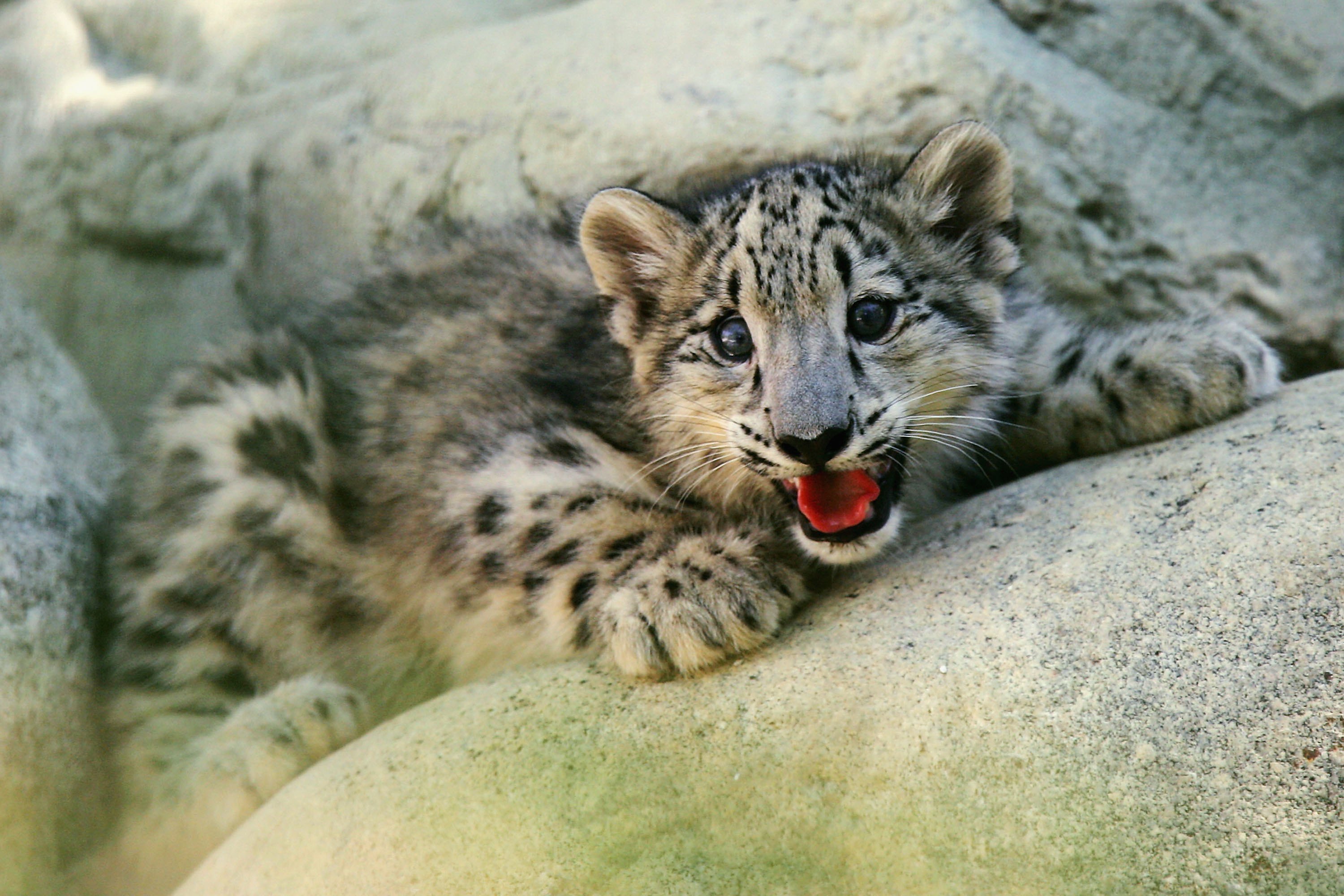 Endangered snow leopard cub.