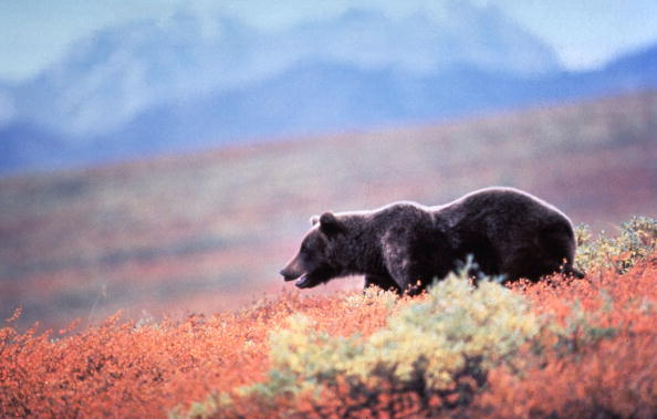 Grizzly bear in Alaska.