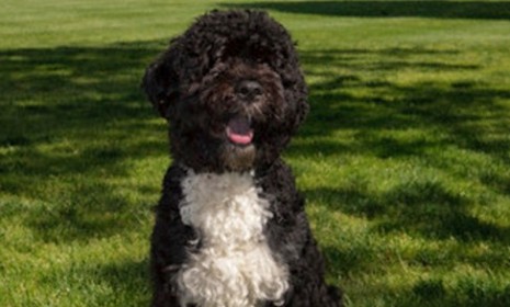 The official portrait of the Obama Family Dog &#039;Bo&#039; sitting on the South Lawn of the White House.