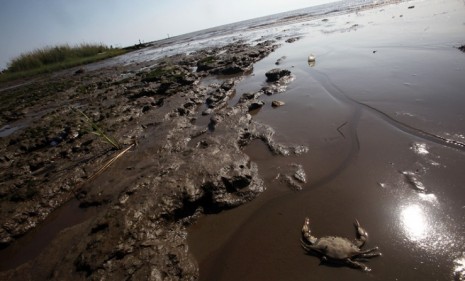 A dead crab in the Mississippi marsh ravaged by the BP oil spill: Scientists say the Gulf of Mexico is nearly back to normal a year after the disaster.