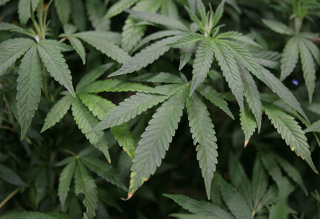The leaves of a marijuana plant.