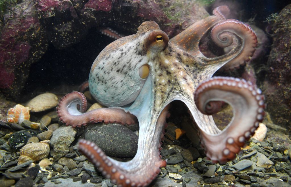 An octopus. 