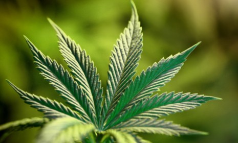 The leaves of the marijuana plant contain two compounds that increase the amount of energy the body burns, according to a new study.
