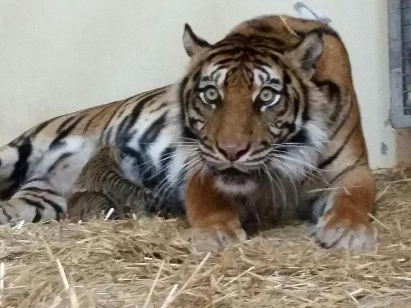 The Jerusalem Biblical Zoo&#039;s endangered Sumatran tigress has eaten her 2 cubs