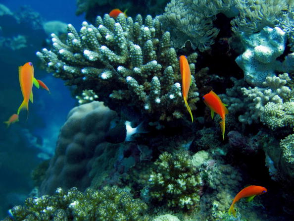 A coral reef with fish.