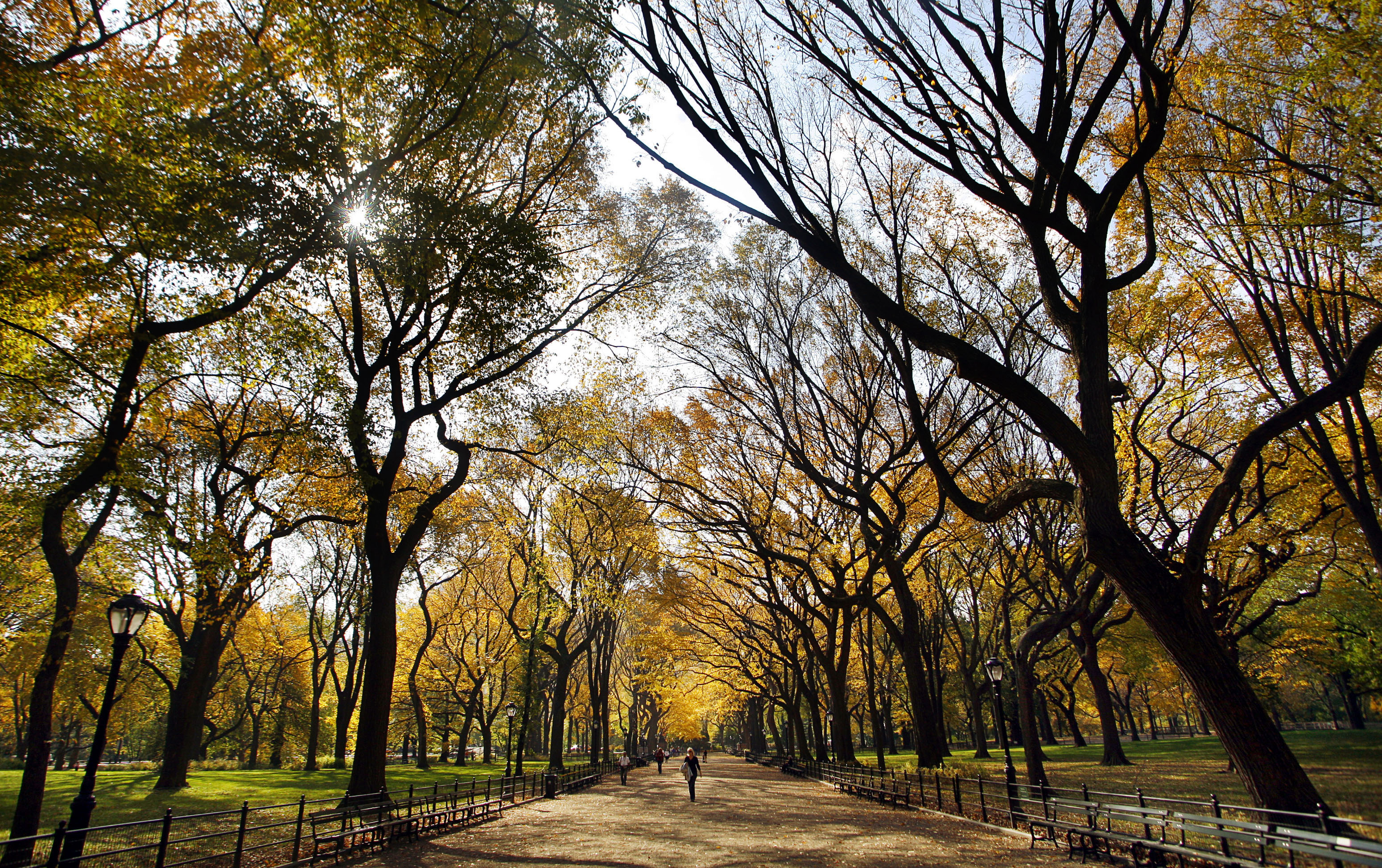 American elm trees are dying out, but there may be a way to save them.
