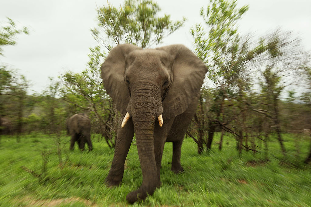 An elephant at Kruger National Park.