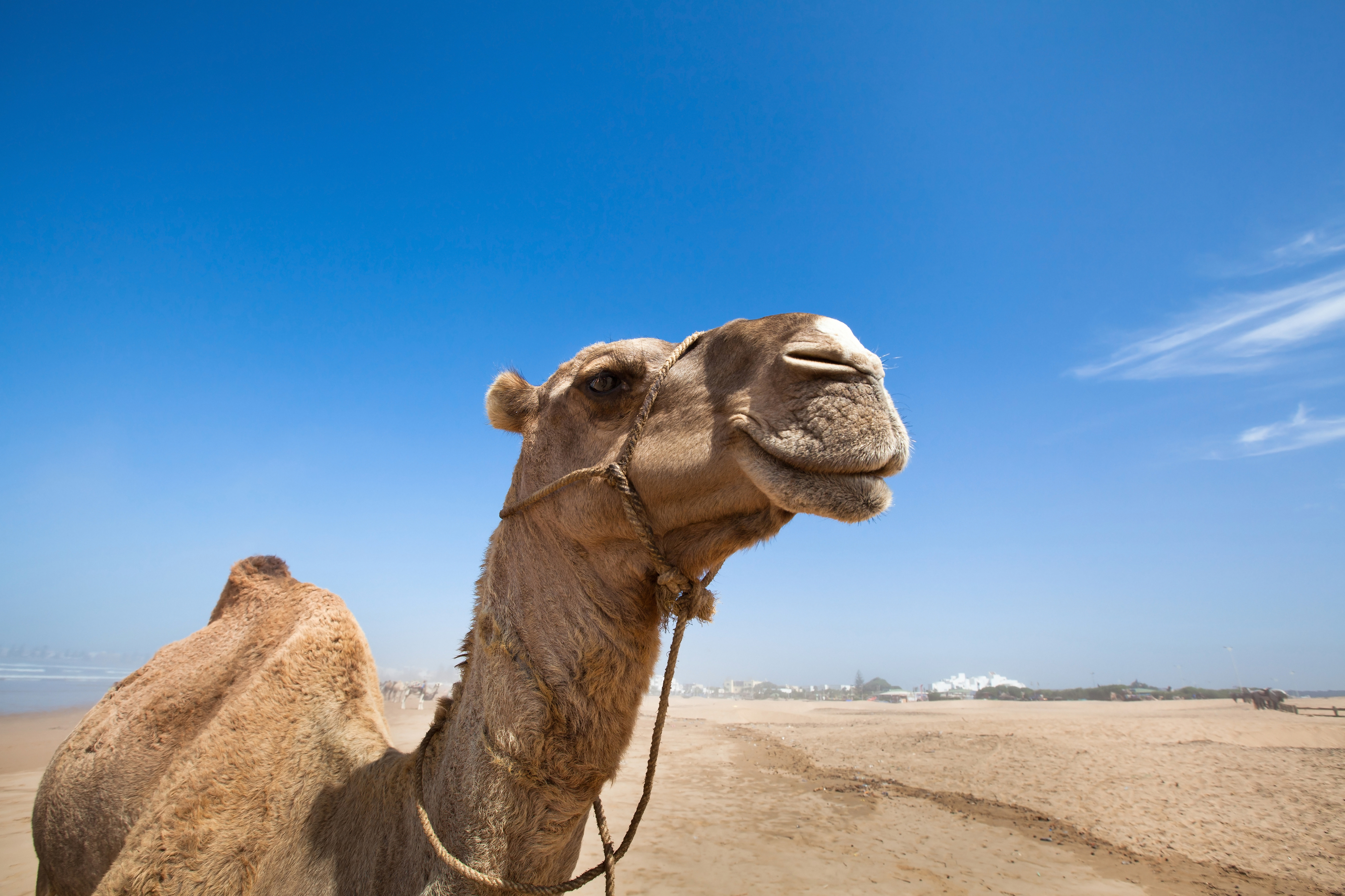 A very attractive camel. 