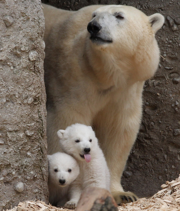 Photos: Munich&#039;s Hellabrunn Zoo unveils its baby polar bear cubs