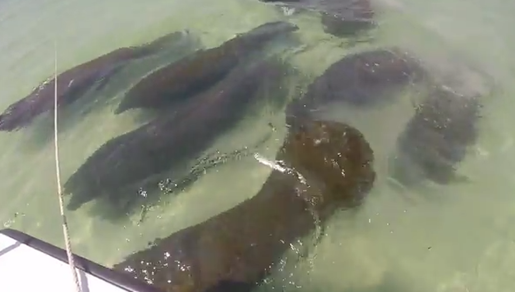 Watch these cute manatees greet boaters in Florida