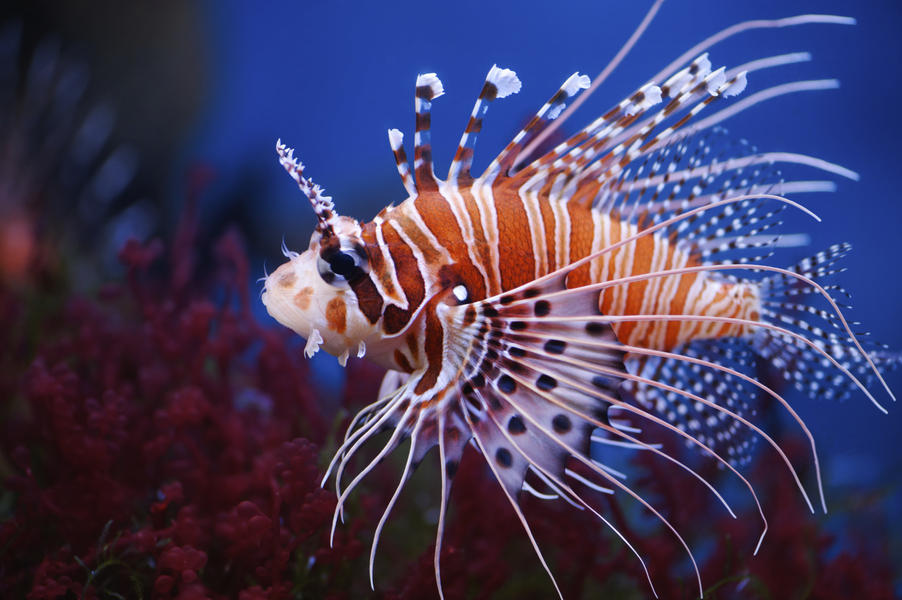 Sixth grade student surprises scientists with her lionfish discovery