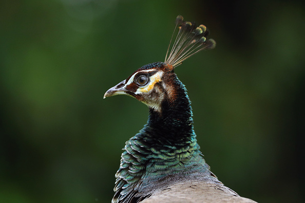 A peacock.